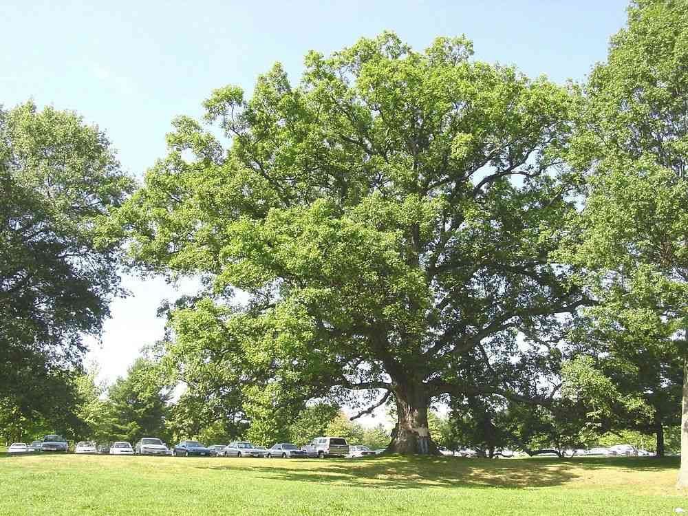 White oak(Quercus alba)