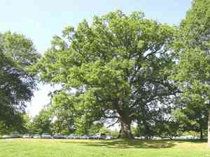 White oak(Quercus alba)