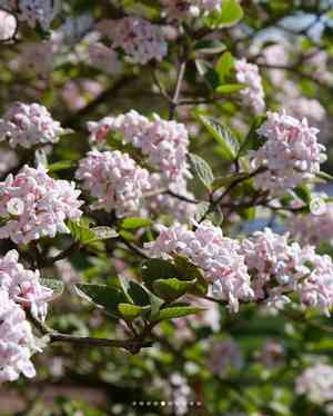 Koreanspice viburnum(Viburnum carlesii)