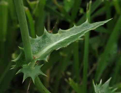 Spiny sowthistle(Sonchus asper)