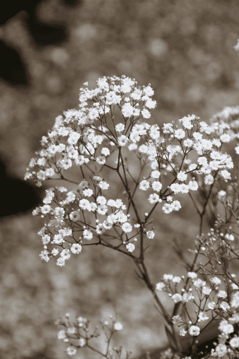 Baby's breath(Gypsophila paniculata)