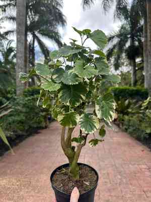Shield aralia(Polyscias scutellaria)