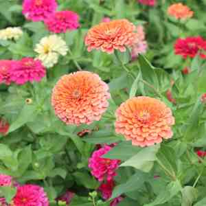 Common zinnia(Zinnia elegans)