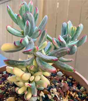 Round-leafed navel-wort(Cotyledon orbiculata)