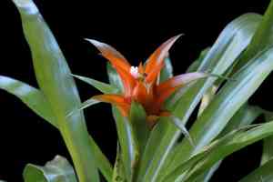 Nidularium billbergioides(Nidularium billbergioides)