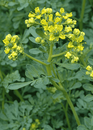 Rue(Ruta graveolens)