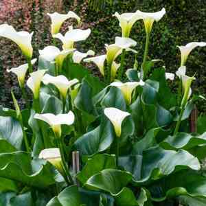 Calla lily(Zantedeschia aethiopica)