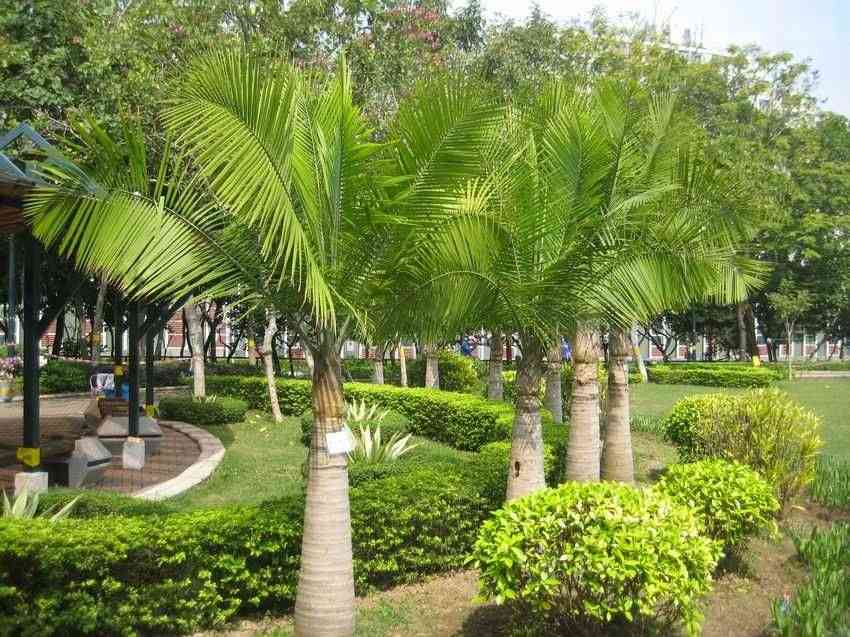 Majestic palm(Ravenea rivularis)