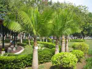 Majestic palm(Ravenea rivularis)