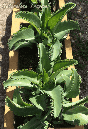 Mother of thousands(Kalanchoe laetivirens)
