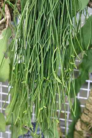 Mistletoe cactus(Rhipsalis baccifera)
