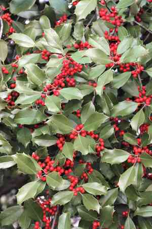 American holly(Ilex opaca)