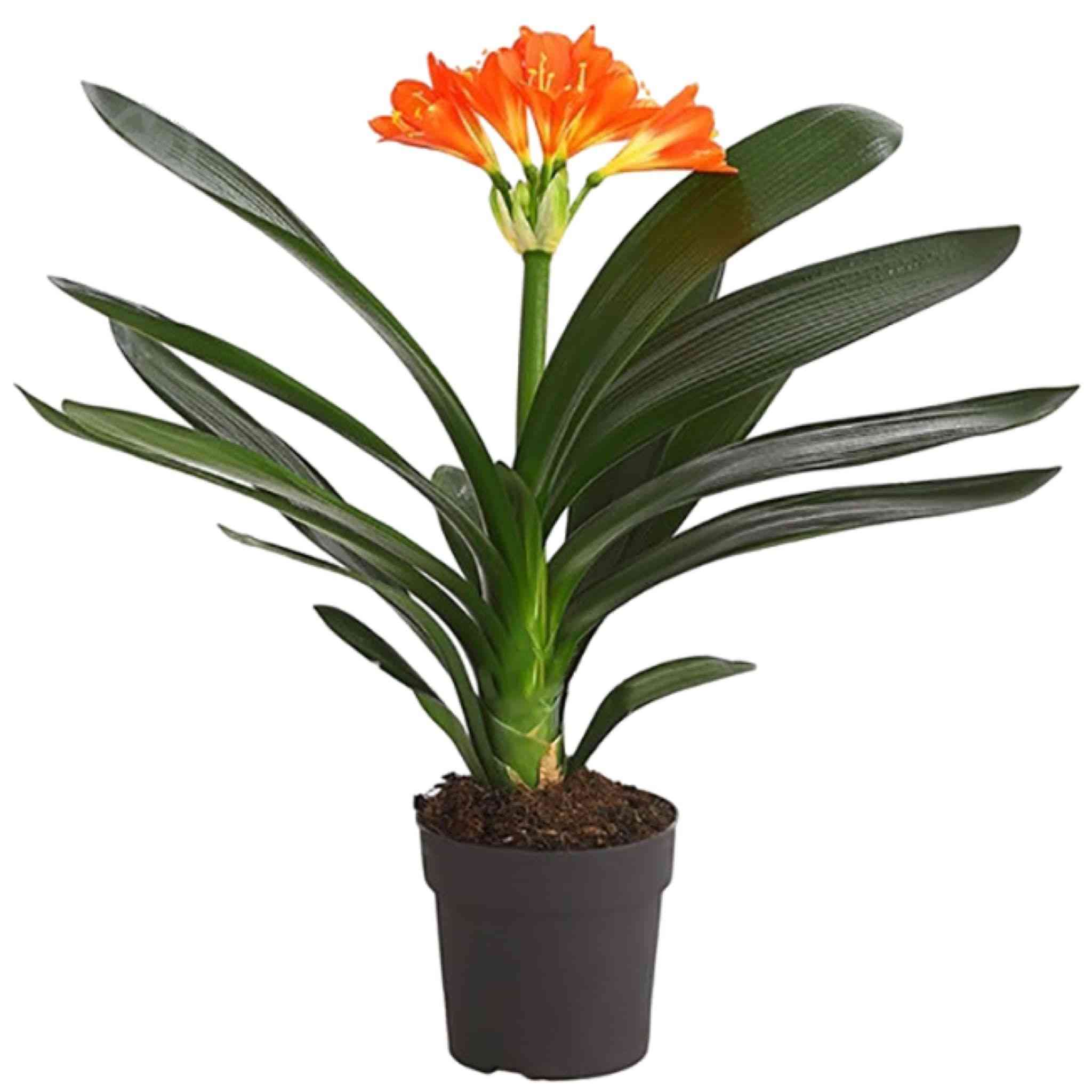 Bush lily(Clivia miniata)