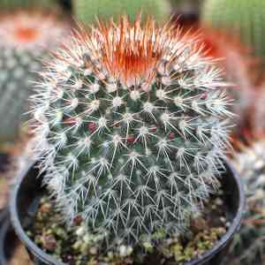 Spiny pincushion cactus(Mammillaria spinosissima)