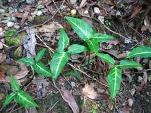 Arrowhead vine(Syngonium auritum)