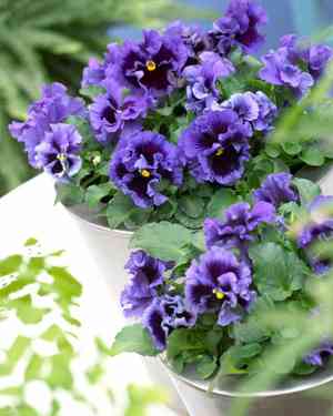 Viola × wittrockiana(Viola × wittrockiana)