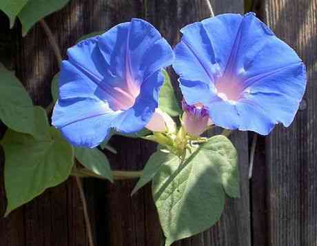 Blue morning glory(Ipomoea indica)