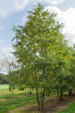 Turkey oak(Quercus cerris)