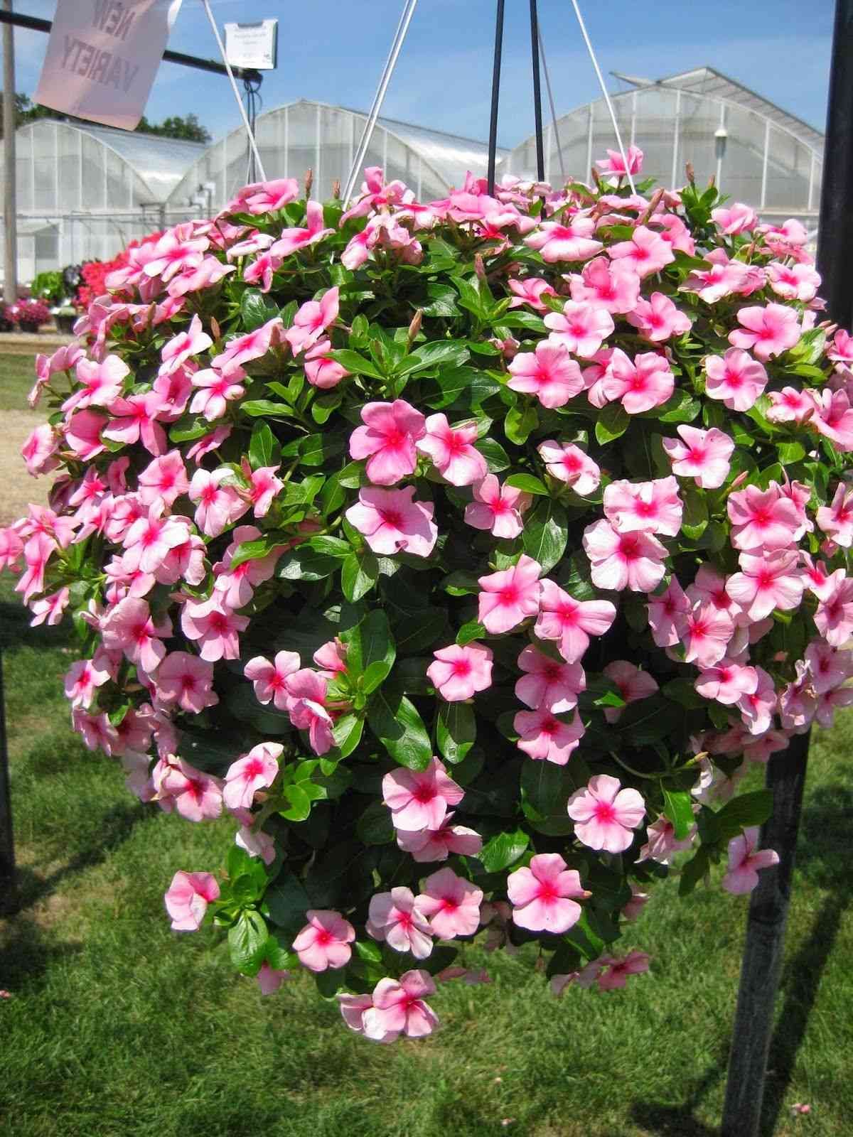 Madagascar periwinkle(Catharanthus roseus)