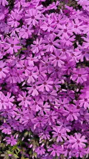 Creeping phlox(Phlox subulata)