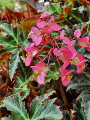 Starleaf begonia(Begonia heracleifolia)