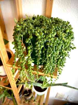 String of pearls(Curio rowleyanus)