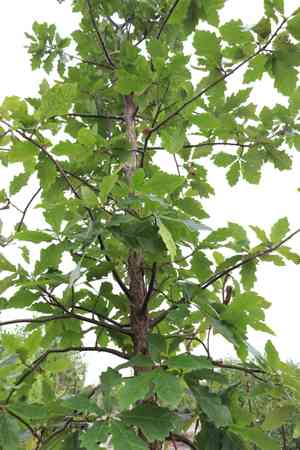 Swamp white oak(Quercus bicolor)