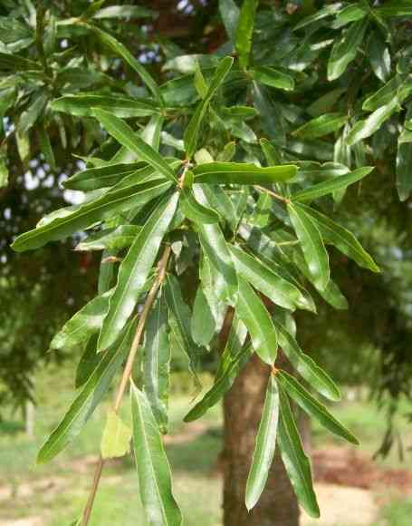 Willow oak(Quercus phellos)