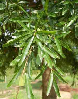 Willow oak(Quercus phellos)