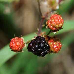 Sawtooth blackberry(Rubus argutus)