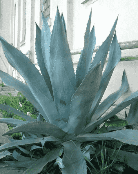 Century plant(Agave americana)