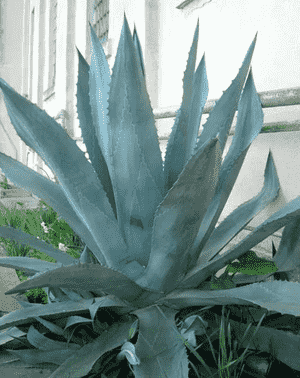 Century plant(Agave americana)