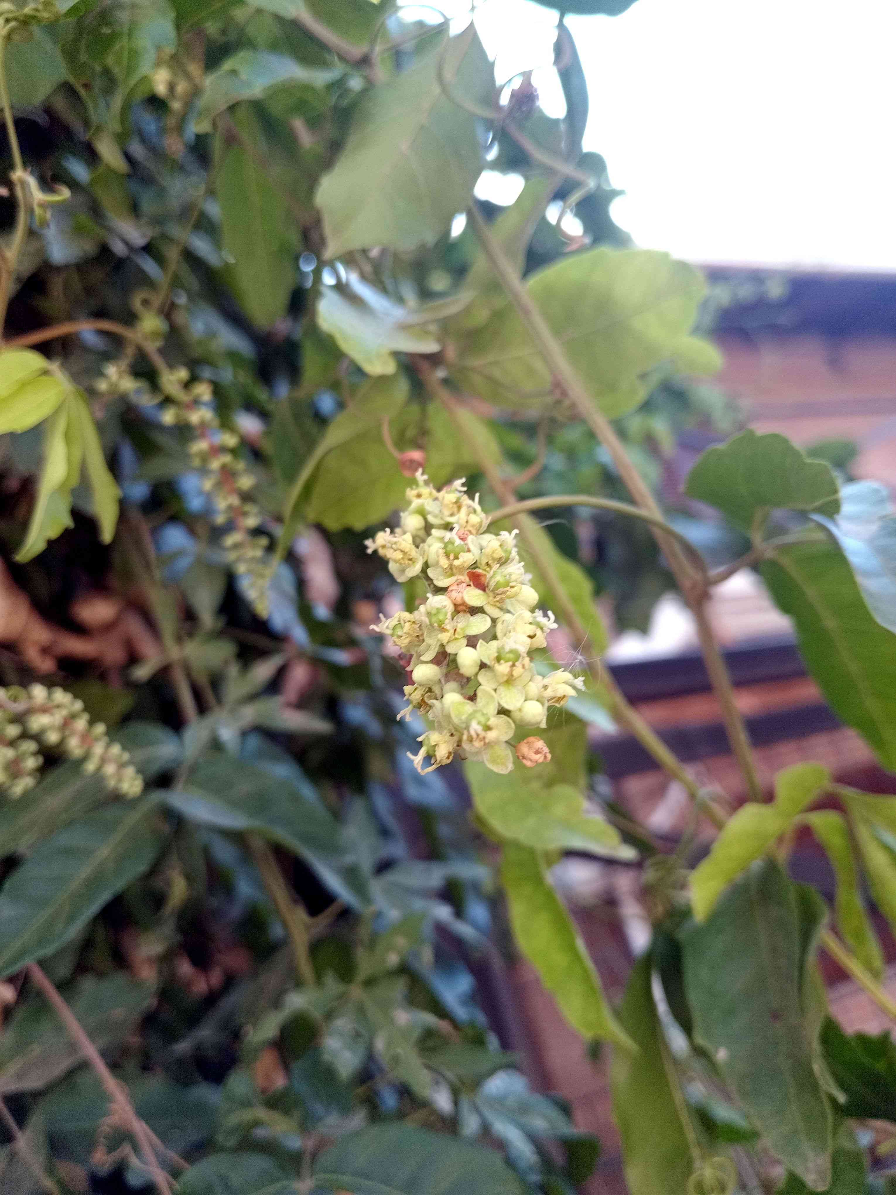 Poison ivy(Toxicodendron radicans)