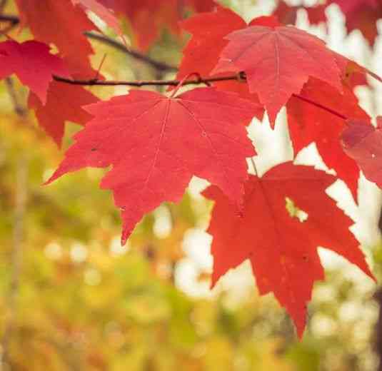 Red maple(Acer rubrum)