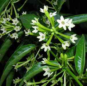 Night-blooming jasmine(Cestrum nocturnum)