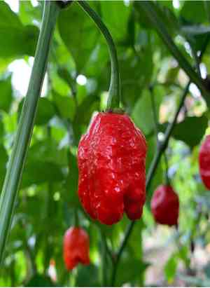 Yellow lantern chili(Capsicum chinense)