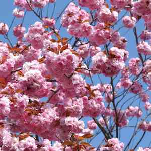 Japanese cherry(Prunus serrulata)