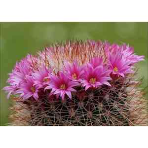 Spiny pincushion cactus(Mammillaria spinosissima)