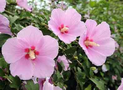 Rose of sharon(Hibiscus syriacus)