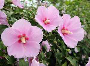 Rose of sharon(Hibiscus syriacus)