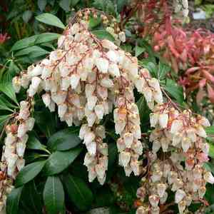 Japanese pieris(Pieris japonica)