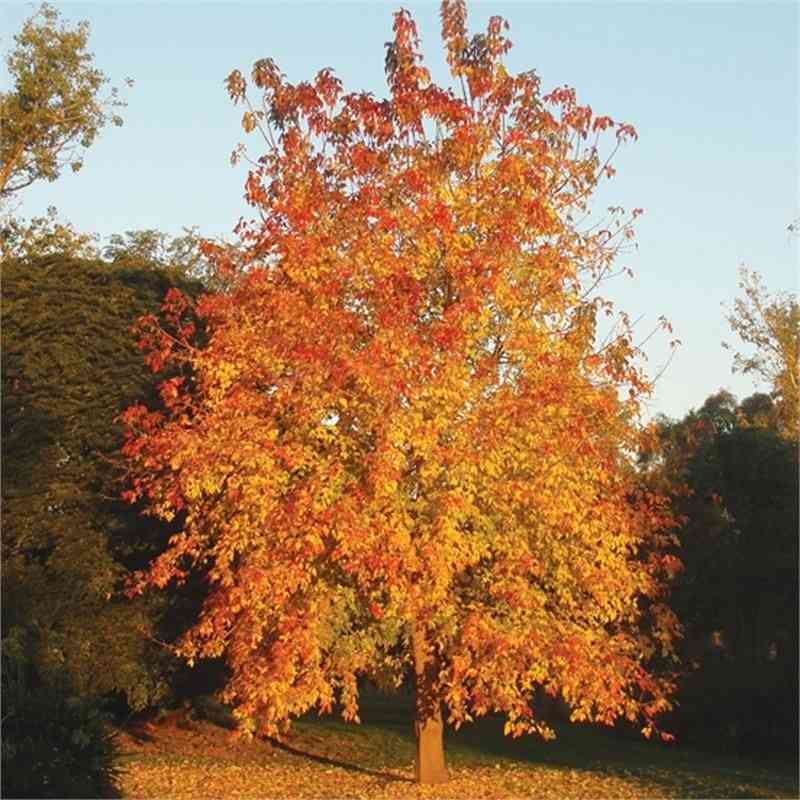 Box elder(Acer negundo)
