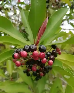 Shoebutton(Ardisia elliptica)