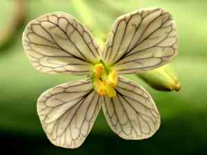 Wild radish(Raphanus raphanistrum)
