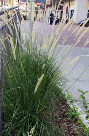 Kikuyu grass(Cenchrus clandestinus)