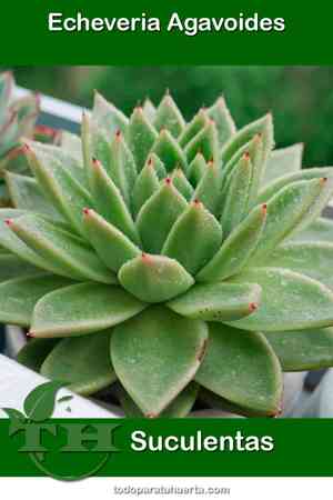 Lipstick echeveria(Echeveria agavoides)
