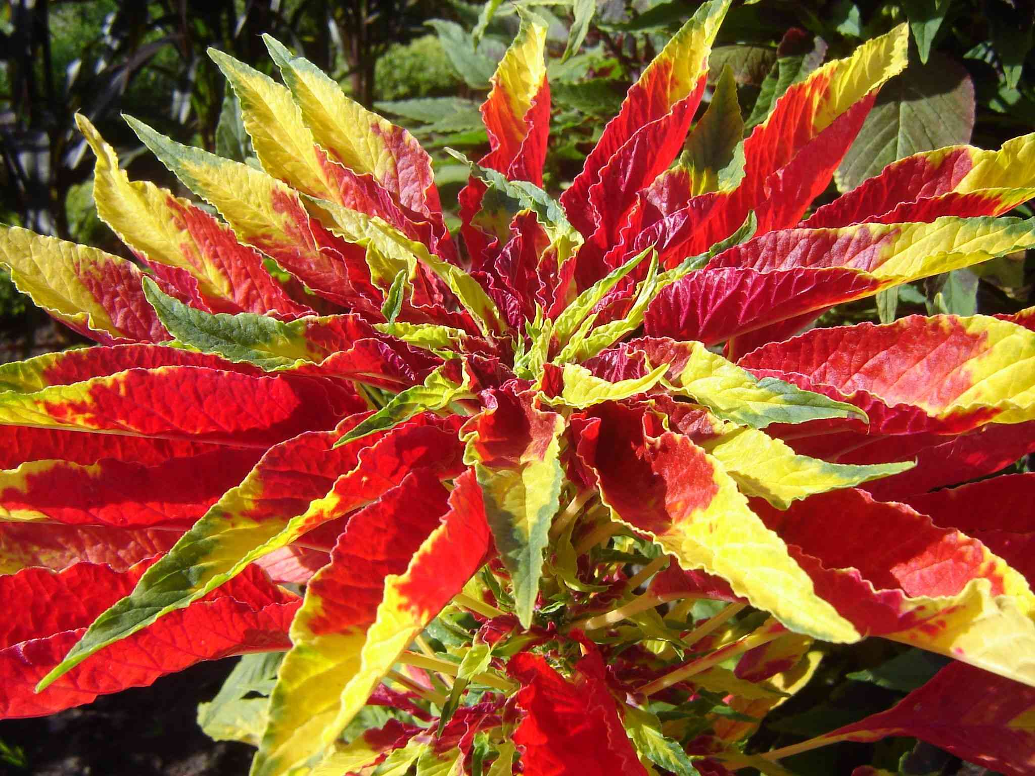 Amaranthus tricolor(Amaranthus tricolor)