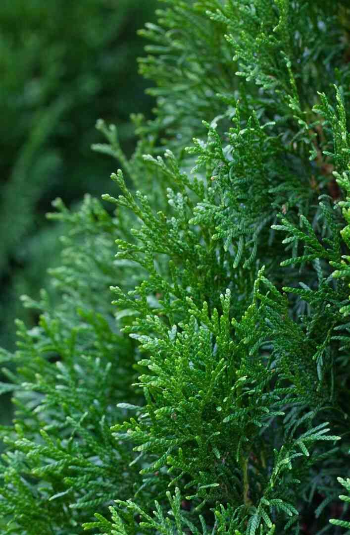 Arborvitae(Thuja occidentalis)