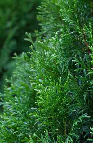 Arborvitae(Thuja occidentalis)