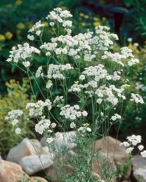 Baby's breath(Gypsophila paniculata)